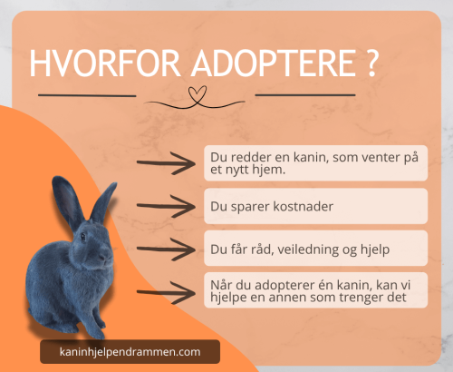 Kopi av Hvorfor adoptere (2)